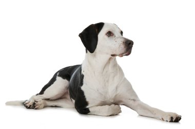 Beyaz arka planda melez köpek.