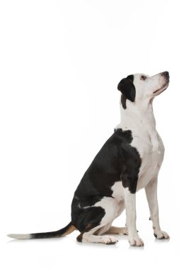 Beyaz arka planda melez köpek.