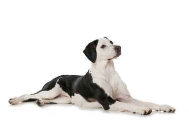 Beyaz arka planda melez köpek.