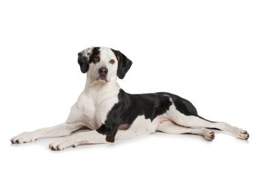 Beyaz arka planda melez köpek.