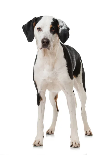 Хрестоподібна Собака Білому Тлі — стокове фото