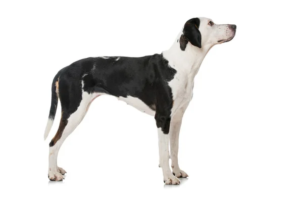 白を背景にクロスブレッド犬 — ストック写真