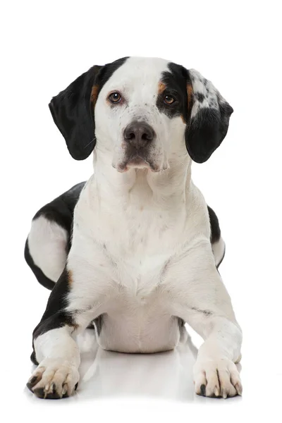 Kříženec Plemeno Pes Bílém Pozadí — Stock fotografie