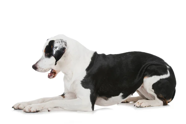 Cruz Raça Cão Fundo Branco — Fotografia de Stock