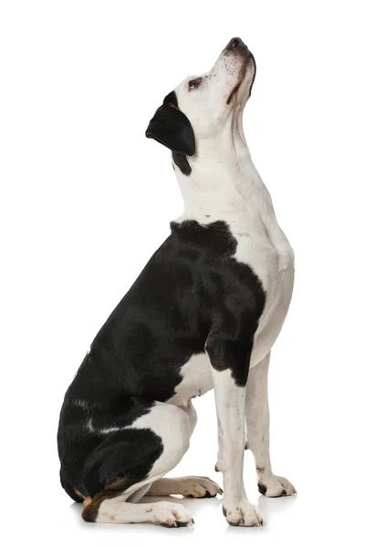 Крест Породы Собак Белом Фоне — стоковое фото