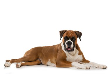 Yetişkin boksör köpeği beyazda izole edilmiş.