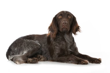 Munsterlander köpeği beyazda izole edilmiş.