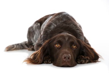 Munsterlander köpeği beyazda izole edilmiş.