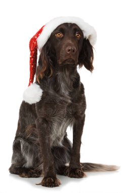 Beyaz şapkalı Munsterlander köpeği.