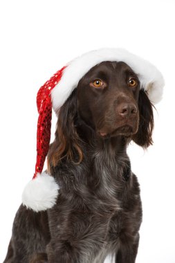 Beyaz şapkalı Munsterlander köpeği.