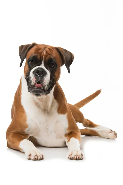 Adult Boxer Dog Isolated White — Stock Photo, Image