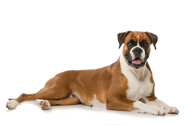 Vuxen Boxer Hund Isolerad Vit — Stockfoto