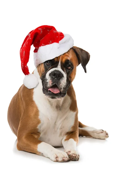 Adult Boxer Dog Isolated White — Stock Photo, Image