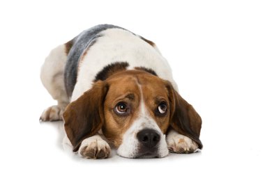 Av köpeği beyazı izole etmiş.