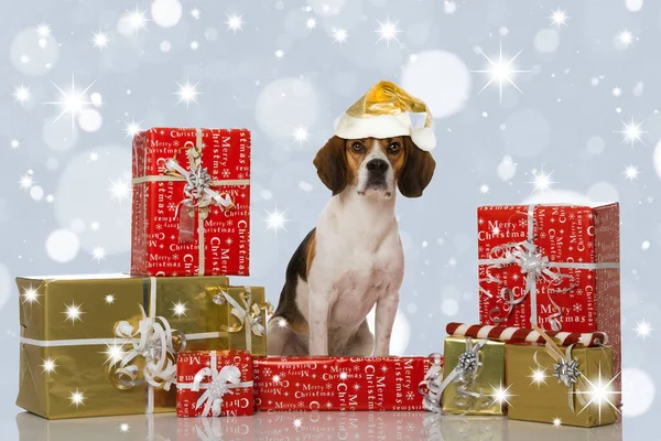 Beagle Cane Con Regali Natale — Foto Stock