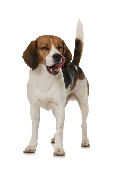 Beagle Cane Isolato Bianco — Foto Stock