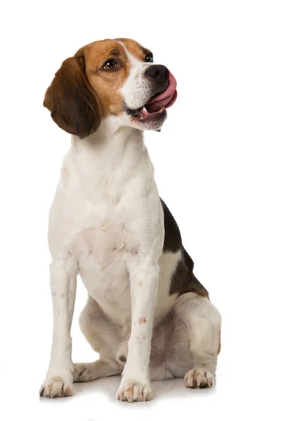 Beagle Hond Geïsoleerd Wit — Stockfoto
