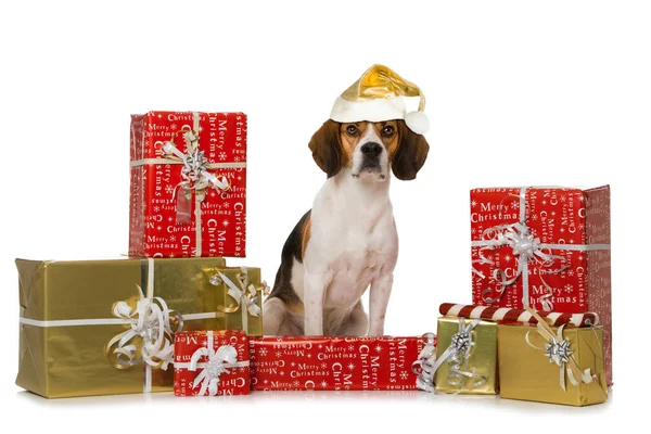 Beagle Hund Mit Weihnachtsgeschenken Isoliert Auf Weiß — Stockfoto