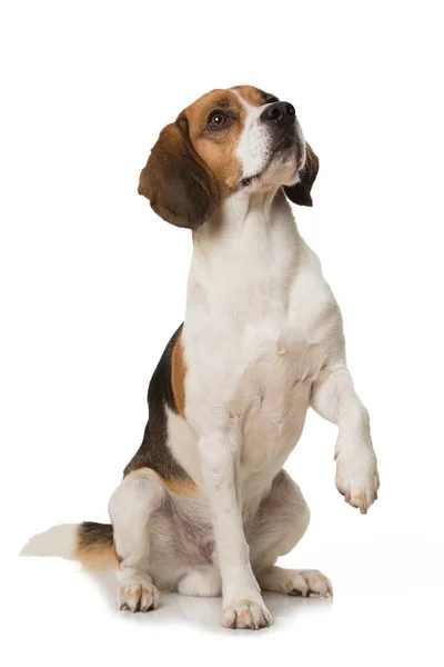 Beagle Cane Dare Zampa Isolata Bianco — Foto Stock