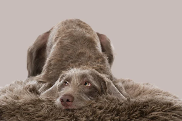 Weimaraner Hund Auf Beigem Hintergrund — Stockfoto