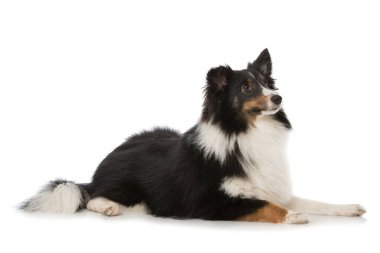 Sheltie 'nin köpeği beyazda izole edilmiş