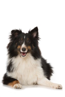 Sheltie 'nin köpeği beyazda izole edilmiş