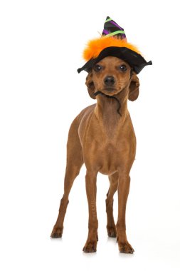 Cüce köpek, beyaz üzerine izole edilmiş.