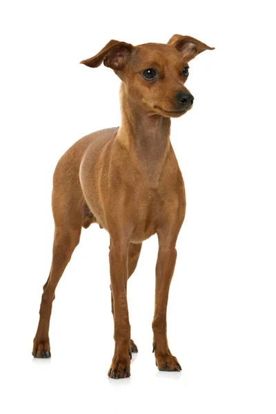 Cão Anão Pinscher Isolado Branco — Fotografia de Stock