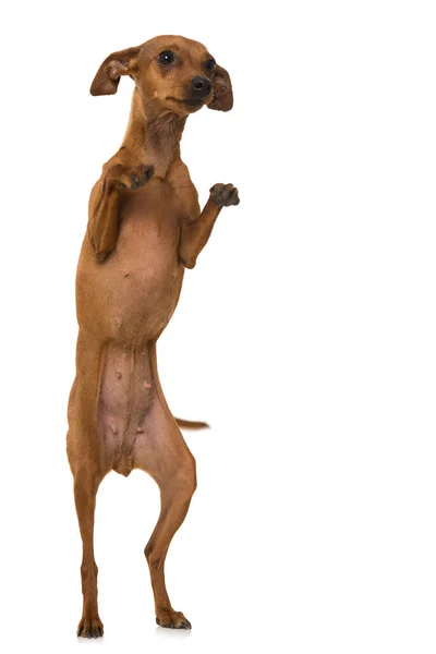 Zwergpinscher Hund Isoliert Auf Weiß — Stockfoto