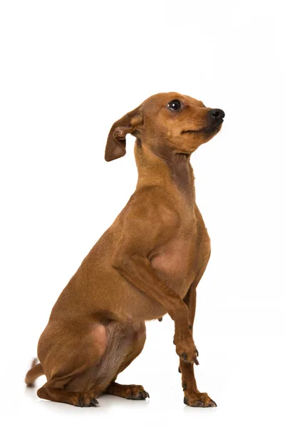 Perro Enano Pinscher Aislado Blanco —  Fotos de Stock