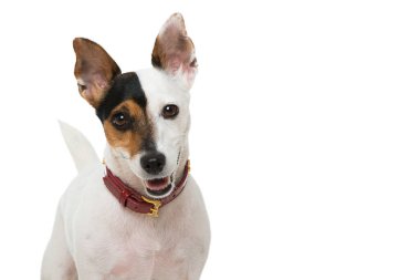 Beyaz tenli şirin bir köpek.