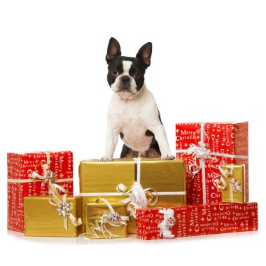 Boston Teriyer Köpeği Noel süslemesi beyaza izole edilmiş