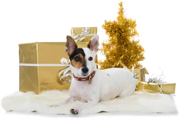 Cute Dog Christmas Decoration — Stock Photo, Image