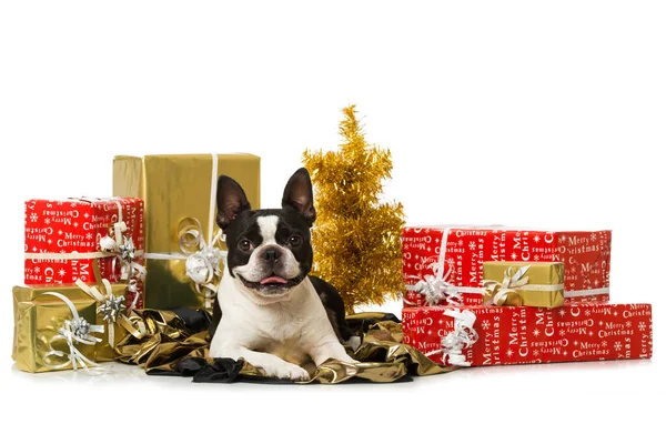 Boston Terrier Perro Con Decoración Navidad Aislado Blanco — Foto de Stock