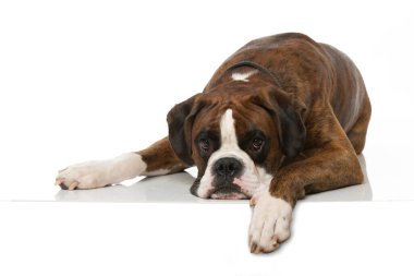 Boksör köpeği beyazda izole edilmiş