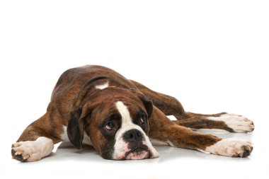 Boksör köpeği beyazda izole edilmiş