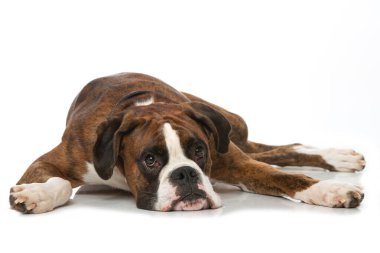 Boksör köpeği beyazda izole edilmiş