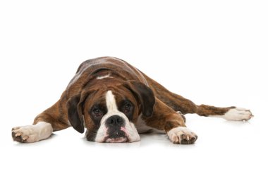 Boksör köpeği beyazda izole edilmiş