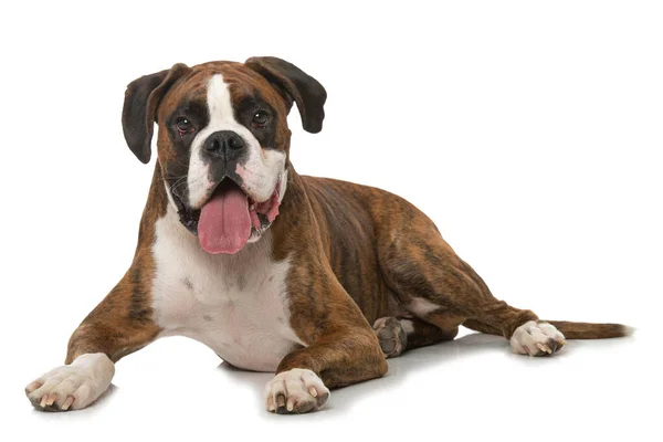 Boxer Hund Isoliert Auf Weiß — Stockfoto