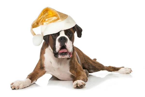 Boxer Hund Isoliert Auf Weiß — Stockfoto