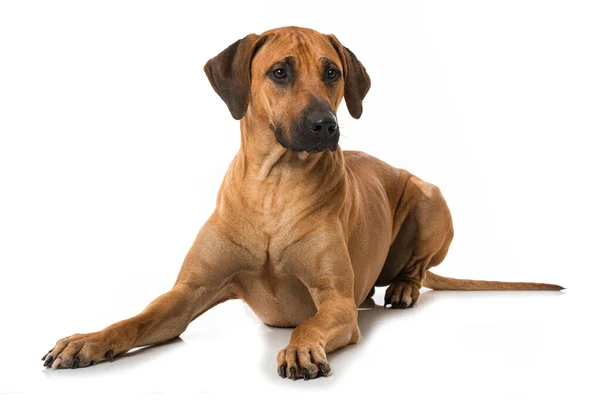 Rhodesian Ridgeback Isolerad Vit — Stockfoto