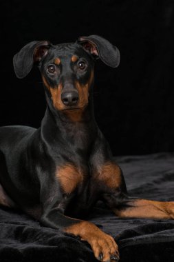 Pinscher köpeği siyah üzerine izole edilmiş.