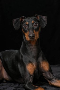 Pinscher köpeği siyah üzerine izole edilmiş.