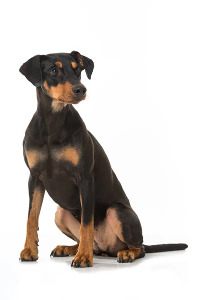 Pinscher Hund Isolerad Vit — Stockfoto