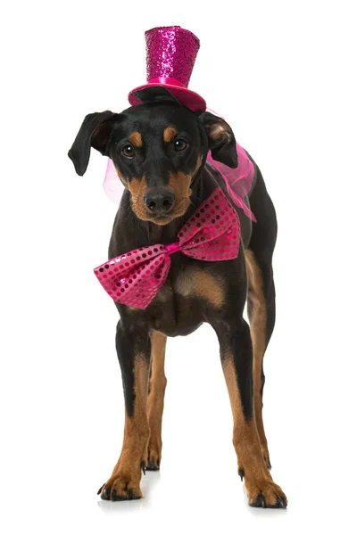 Pinscher Dog Hat Tie Isolated White — Stock Photo, Image