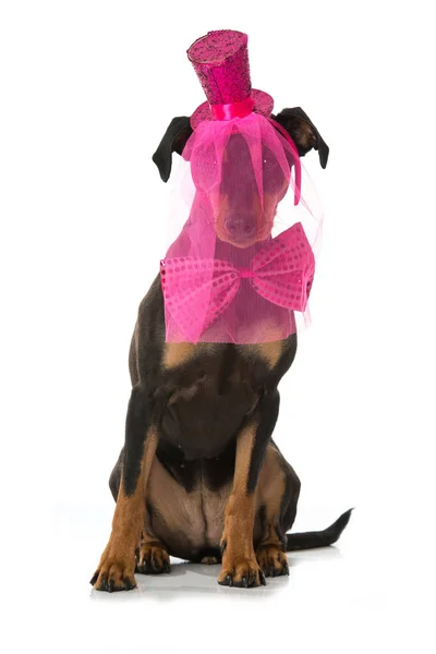 Pinscher Dog Pink Hat Tie Isolated White — Stock Photo, Image