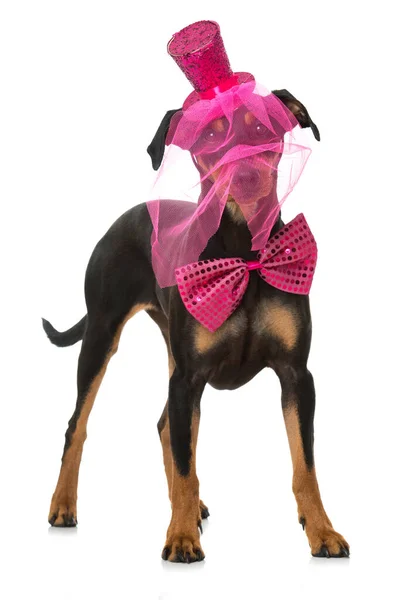 Pinscher Dog Pink Hat Tie Isolated White — Stock Photo, Image