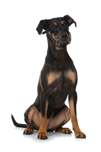 Pinscher Perro Con Bozal Aislado Blanco — Foto de Stock