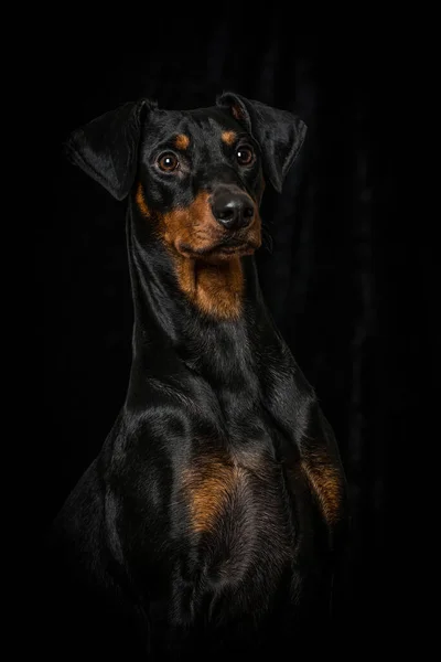 Pinscher Pes Izolovaný Černé — Stock fotografie