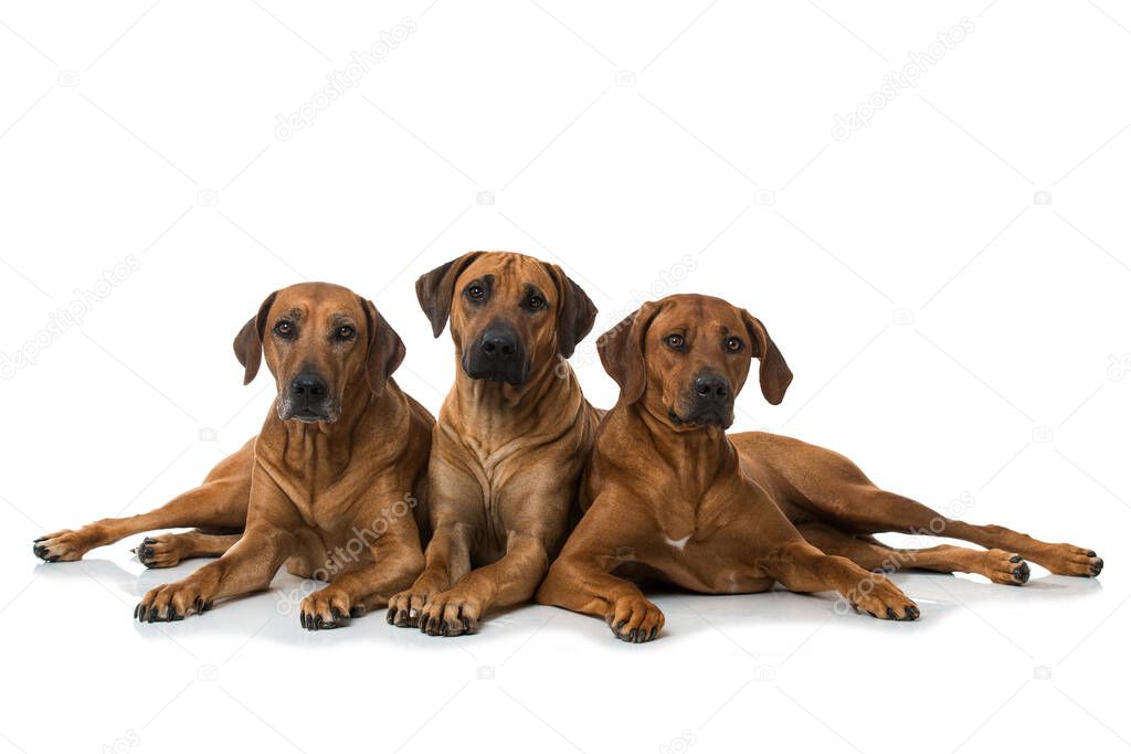 Three rhodesian ridgeback dogs isolated on white